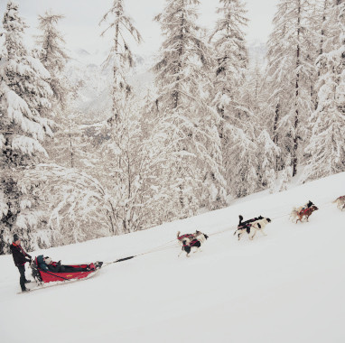 Chiens de Traîneaux