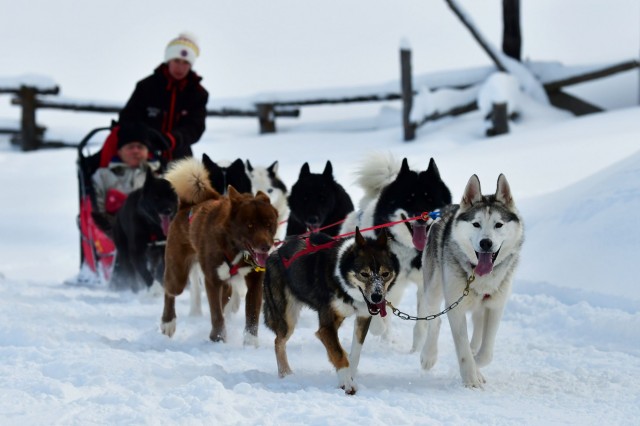 Sled dogs