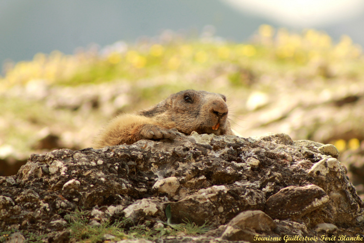 marmotte_champetre.jpg marmotte_champetre.jpg