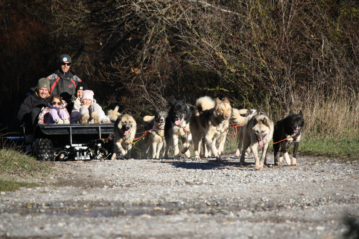 Traîneaux de la Forêt Blanche_Risoul