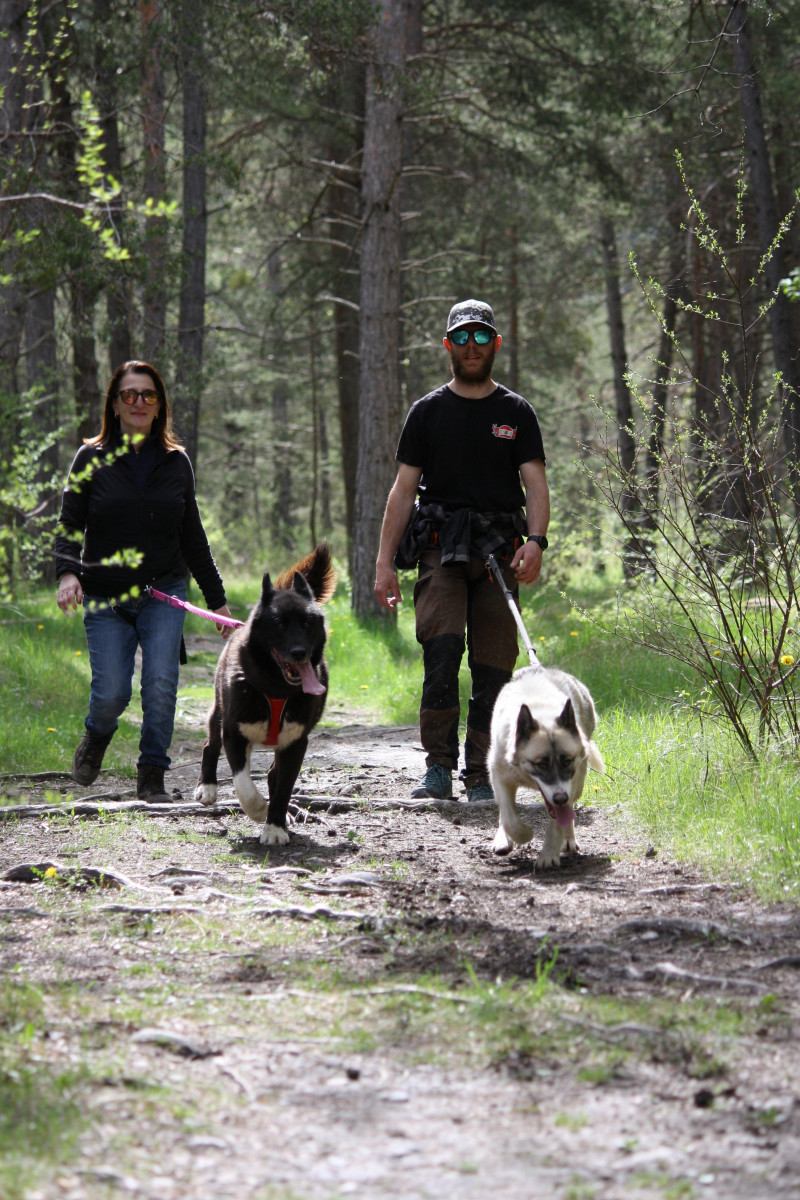 Traîneaux de la Forêt Blanche (Sleighs of white forest)_Risoul