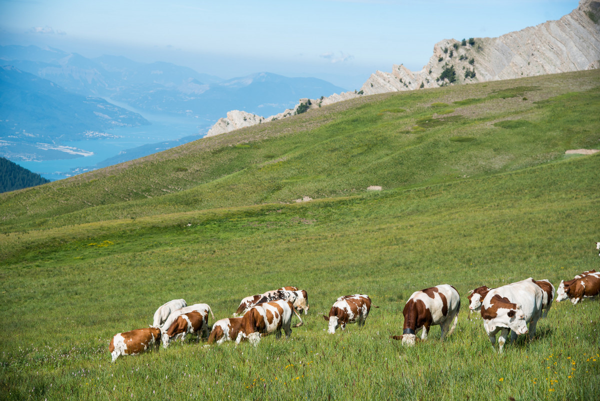 Homme de Pierre risoul