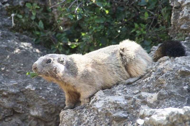 marmotte01.jpg marmotte01.jpg