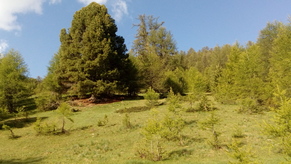 sentier des vieux arbres sentier des vieux arbres