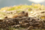 marmotte_champetre.jpg