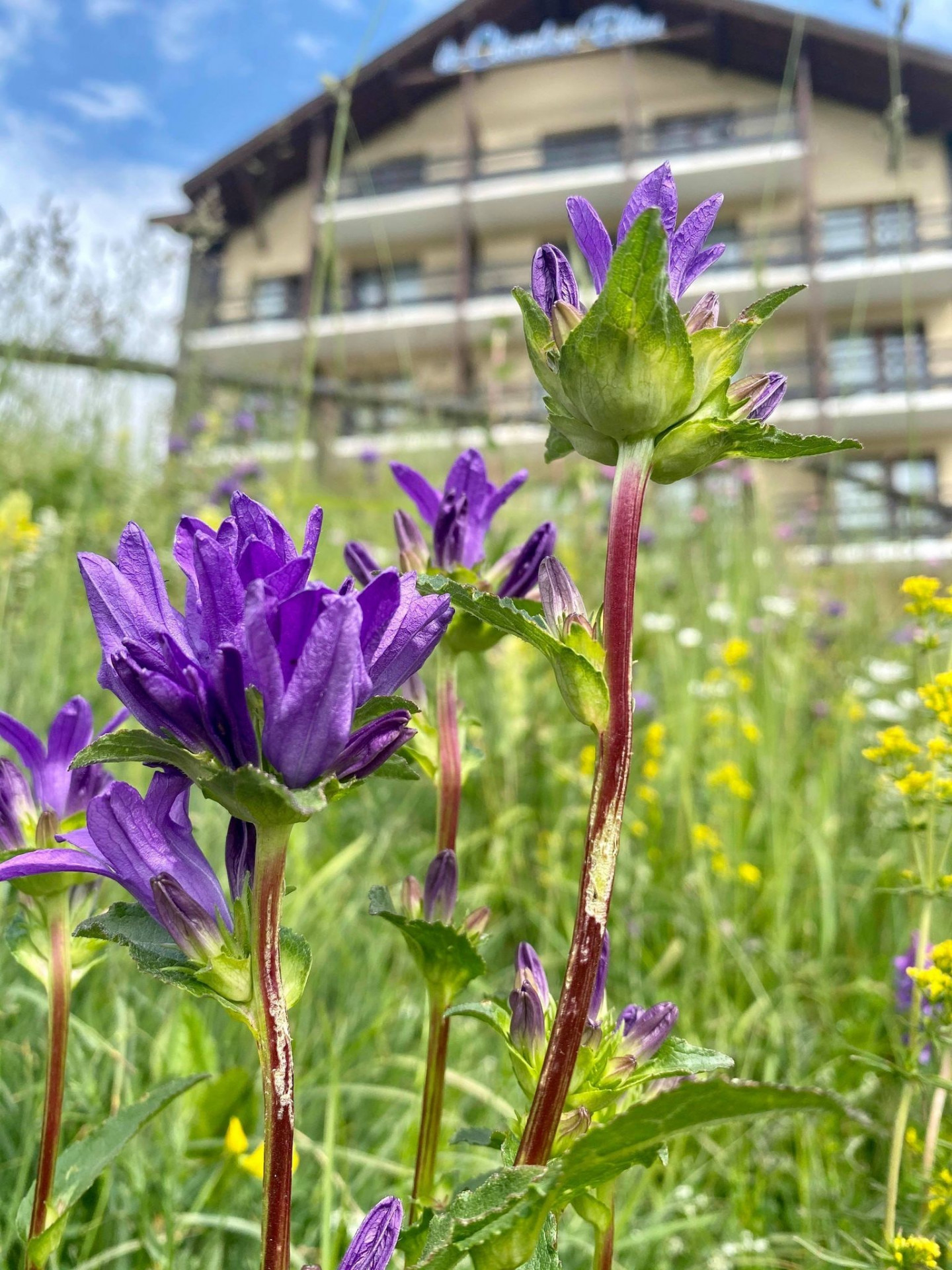 vue extérieur été - © le chardon bleu vue extérieur été