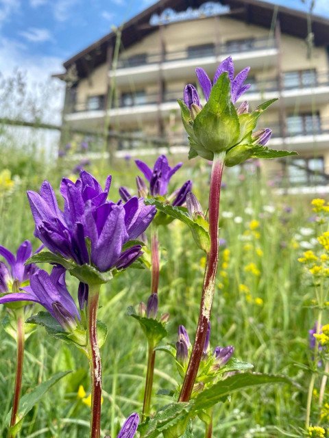 vue extérieur été - © le chardon bleu vue extérieur été