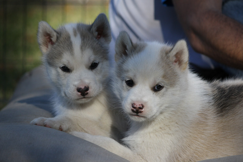 VISITE DU CHENIL_Risoul