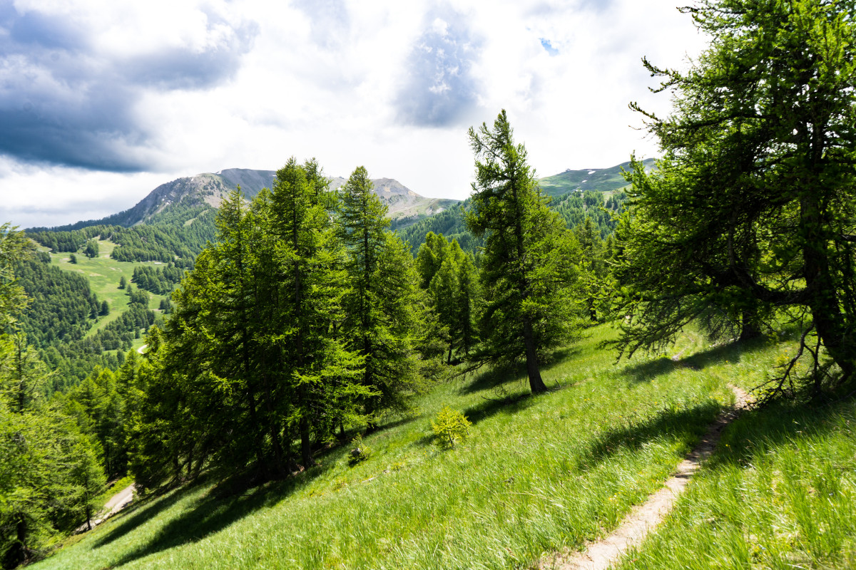 Sortie nature Risoul 1850