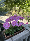 img-3321-1882807