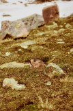 marmotte2-482085
