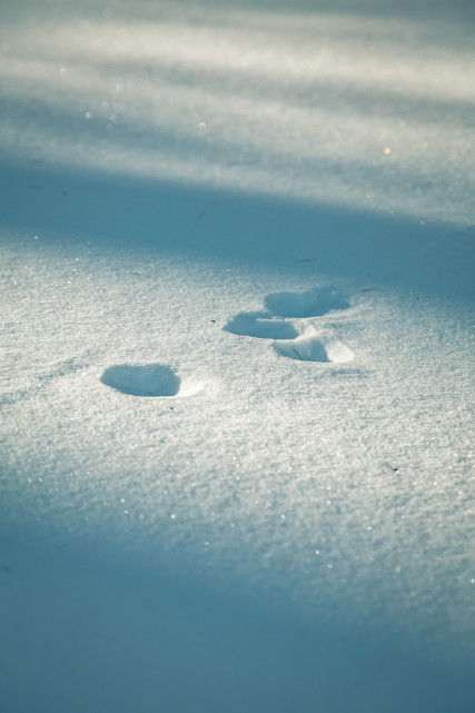 Journée de sensibilisation au Tétras -Lyre_Risoul Journée de sensibilisation au Tétras -Lyre_Risoul