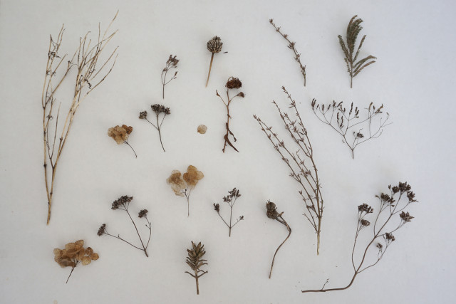 Herbier