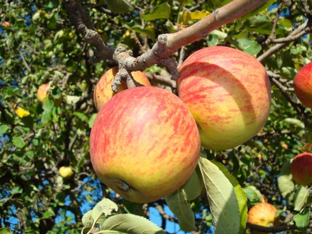 la pomme de risoul dans l'arbre