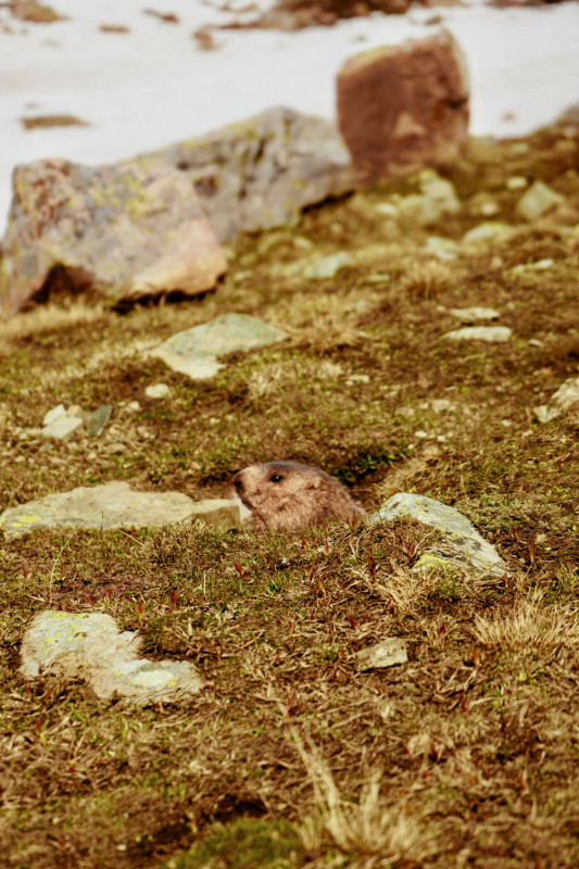 marmotte2-482085
